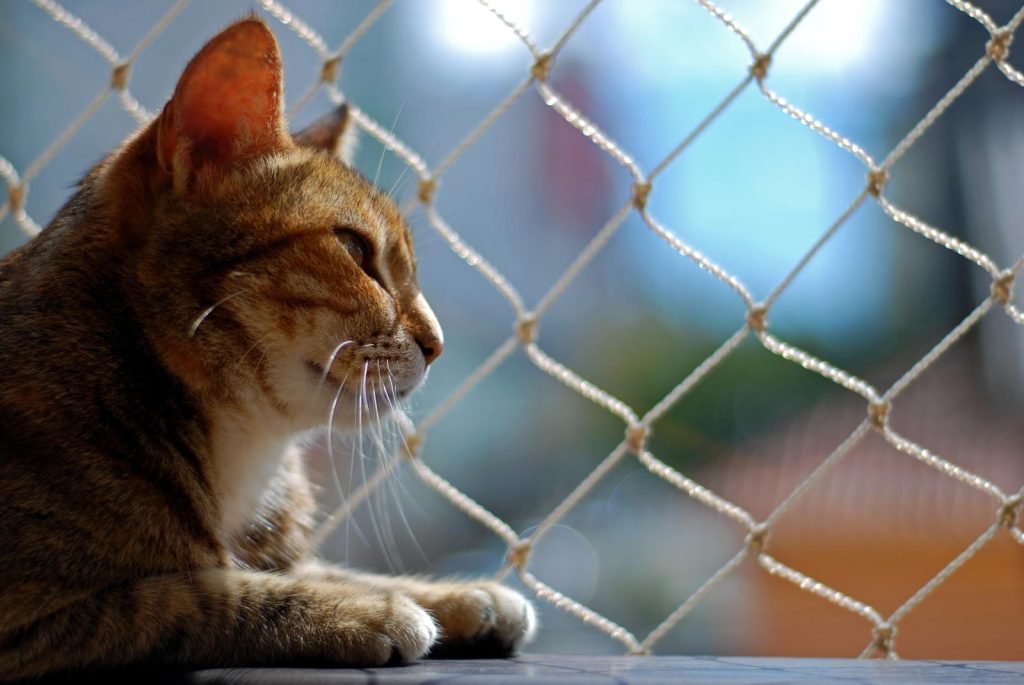 Come capire se un gatto è cieco
