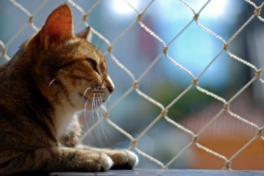 Come capire se un gatto è cieco