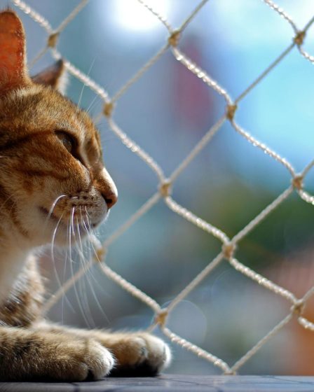 Come capire se un gatto è cieco