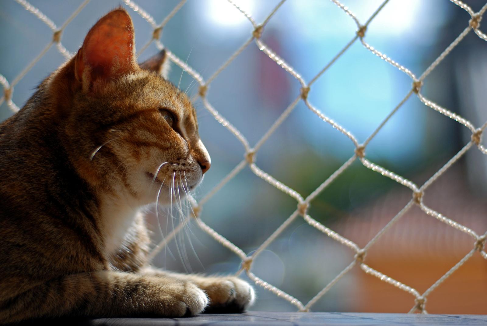 Come capire se un gatto è cieco