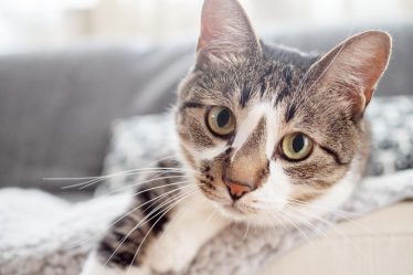 Come capire se un gatto è maschio o femmina
