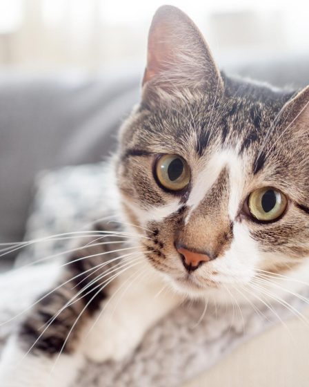 Come capire se un gatto è maschio o femmina