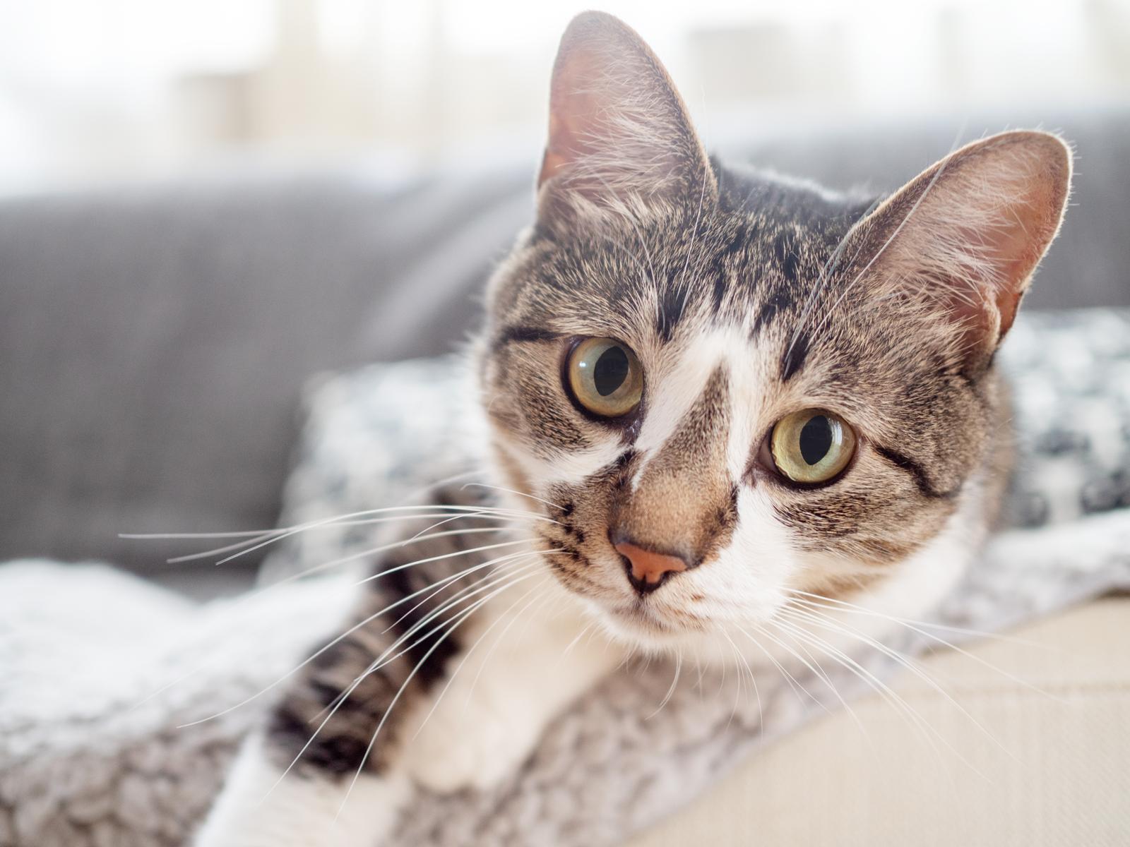 Come capire se un gatto è maschio o femmina