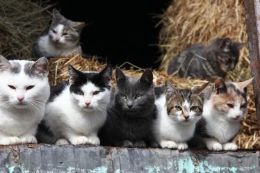Come capire se una gatta è incinta