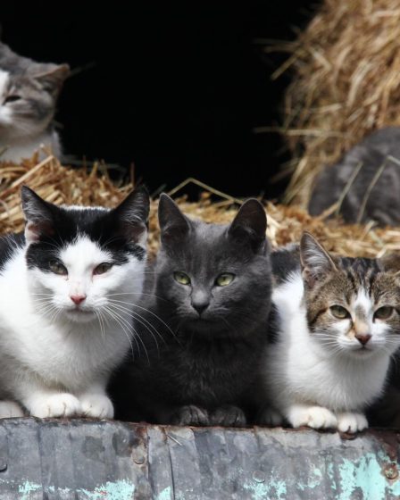 Come capire se una gatta è incinta