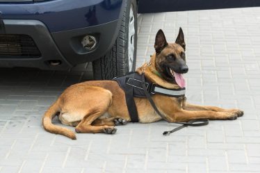 Come condire il riso al cane