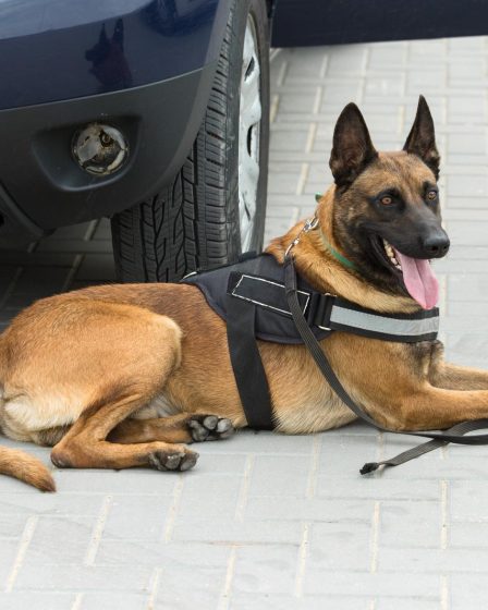 Come condire il riso al cane