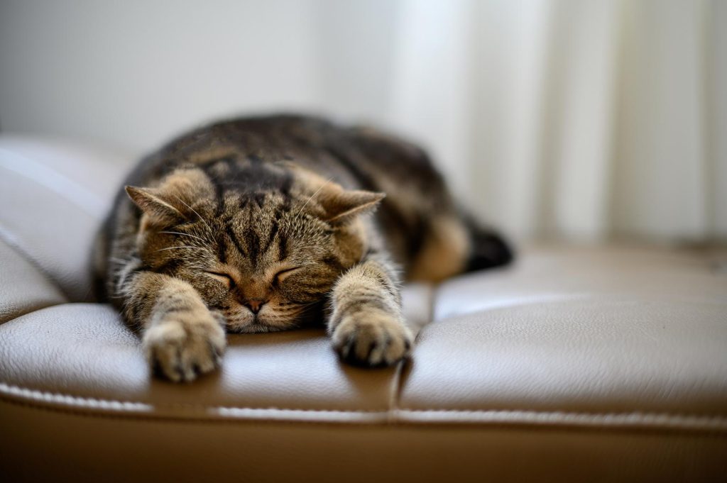 Come convincere i genitori a prendere un gatto