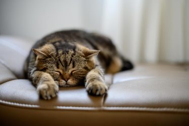 Come convincere i genitori a prendere un gatto