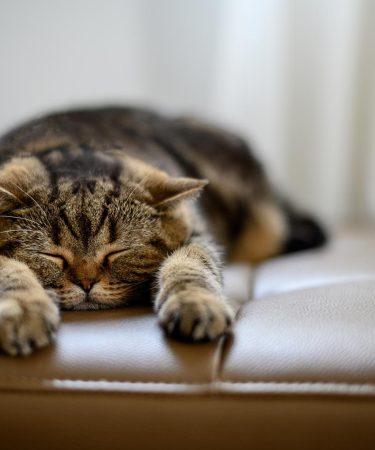 Come convincere i genitori a prendere un gatto