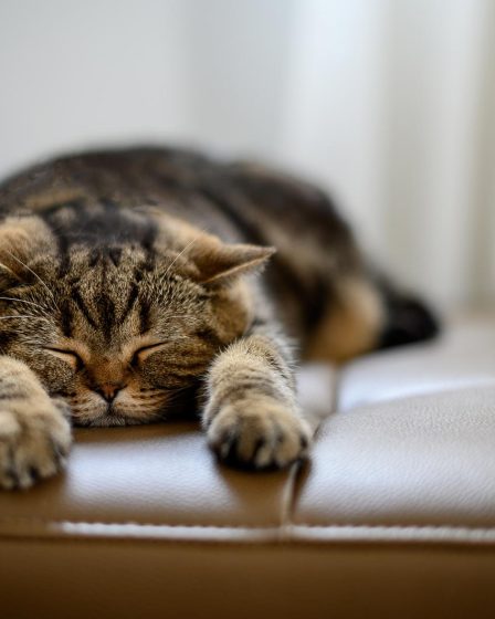 Come convincere i genitori a prendere un gatto