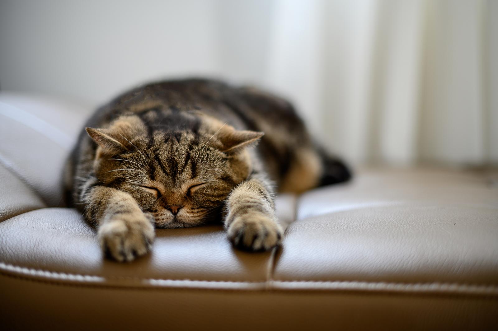 Come convincere i genitori a prendere un gatto