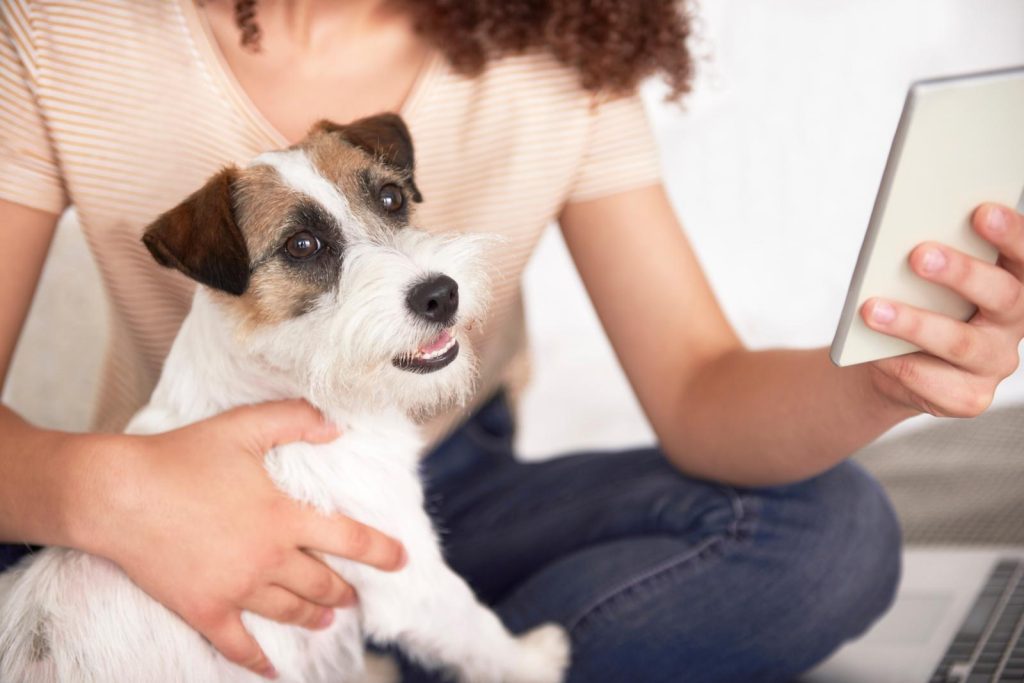 Come correggere le orecchie dei cani