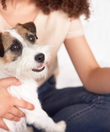 Come correggere le orecchie dei cani