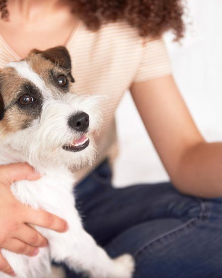 Come correggere le orecchie dei cani