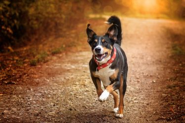 Come costruire la cuccia del cane