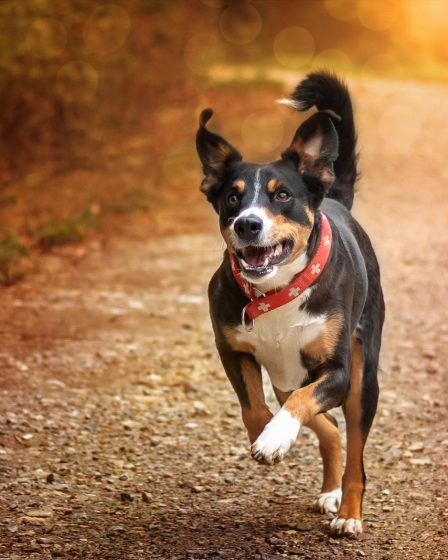 Come costruire la cuccia del cane