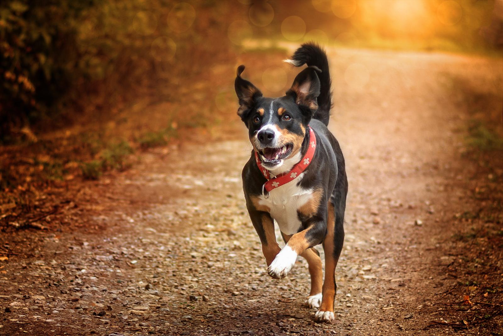 Come costruire la cuccia del cane