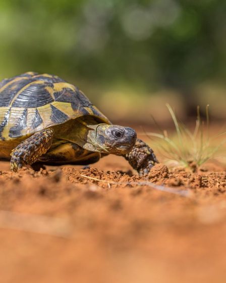 Come costruire un terrario per tartarughe di terra in giardino