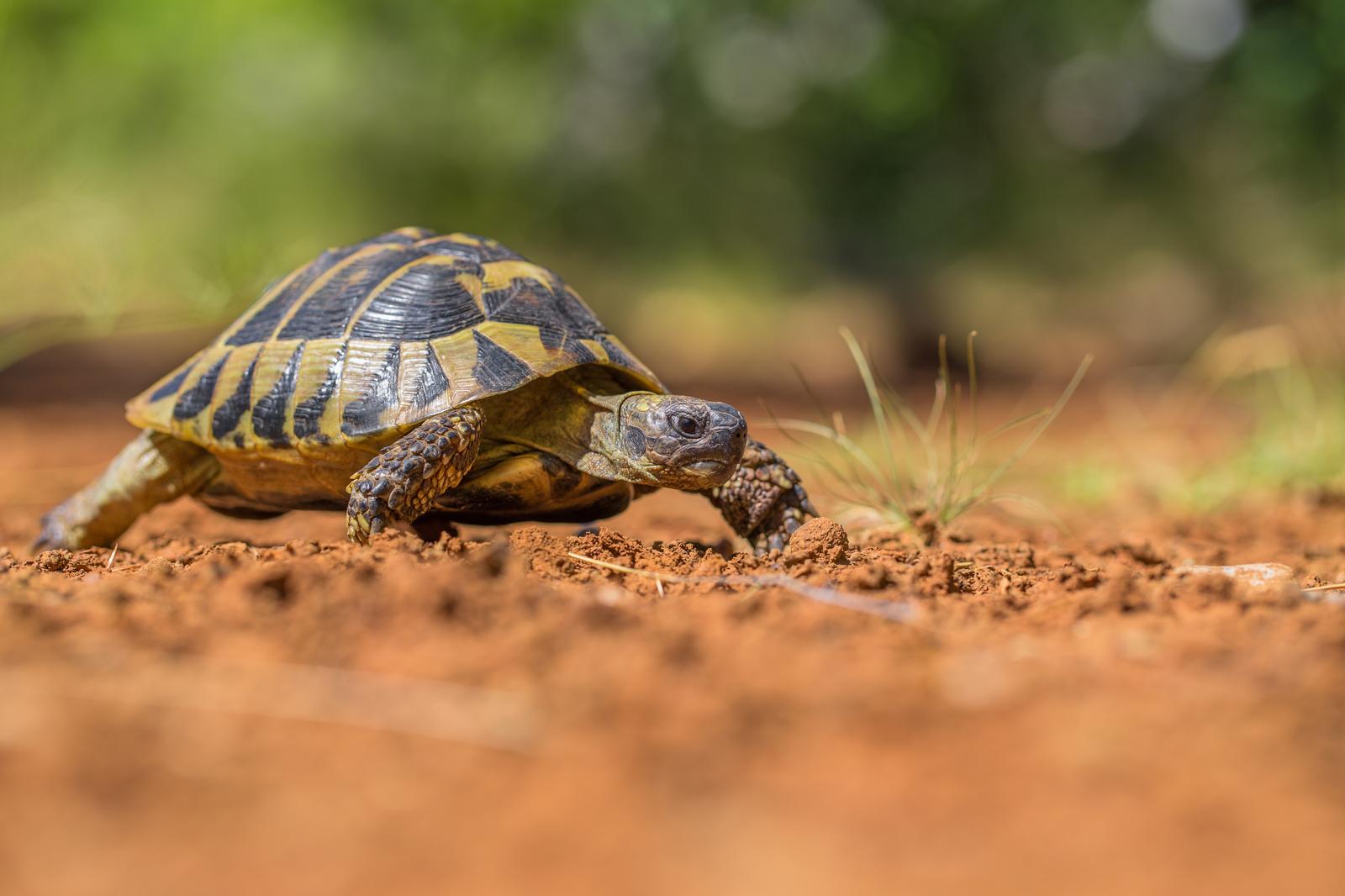 Come costruire un terrario per tartarughe di terra in giardino