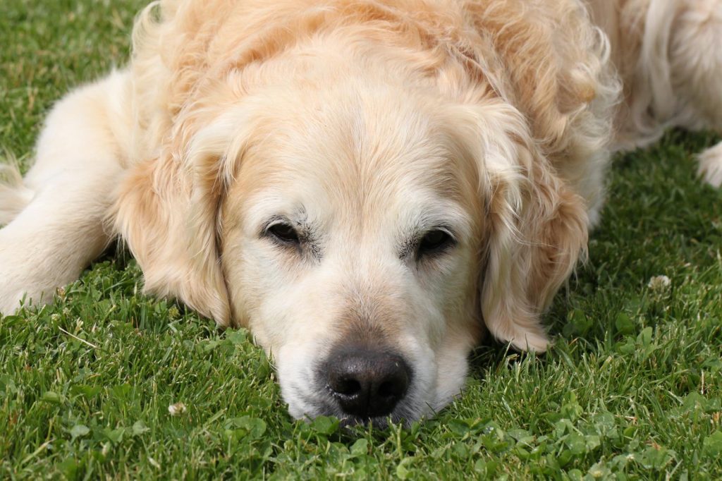 Come cuocere l'uovo al cane