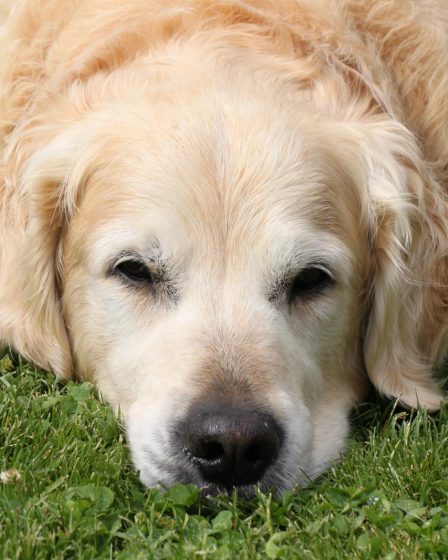 Come cuocere l'uovo al cane