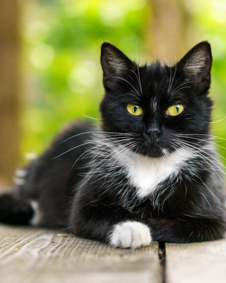 Come curare il raffreddore del gatto