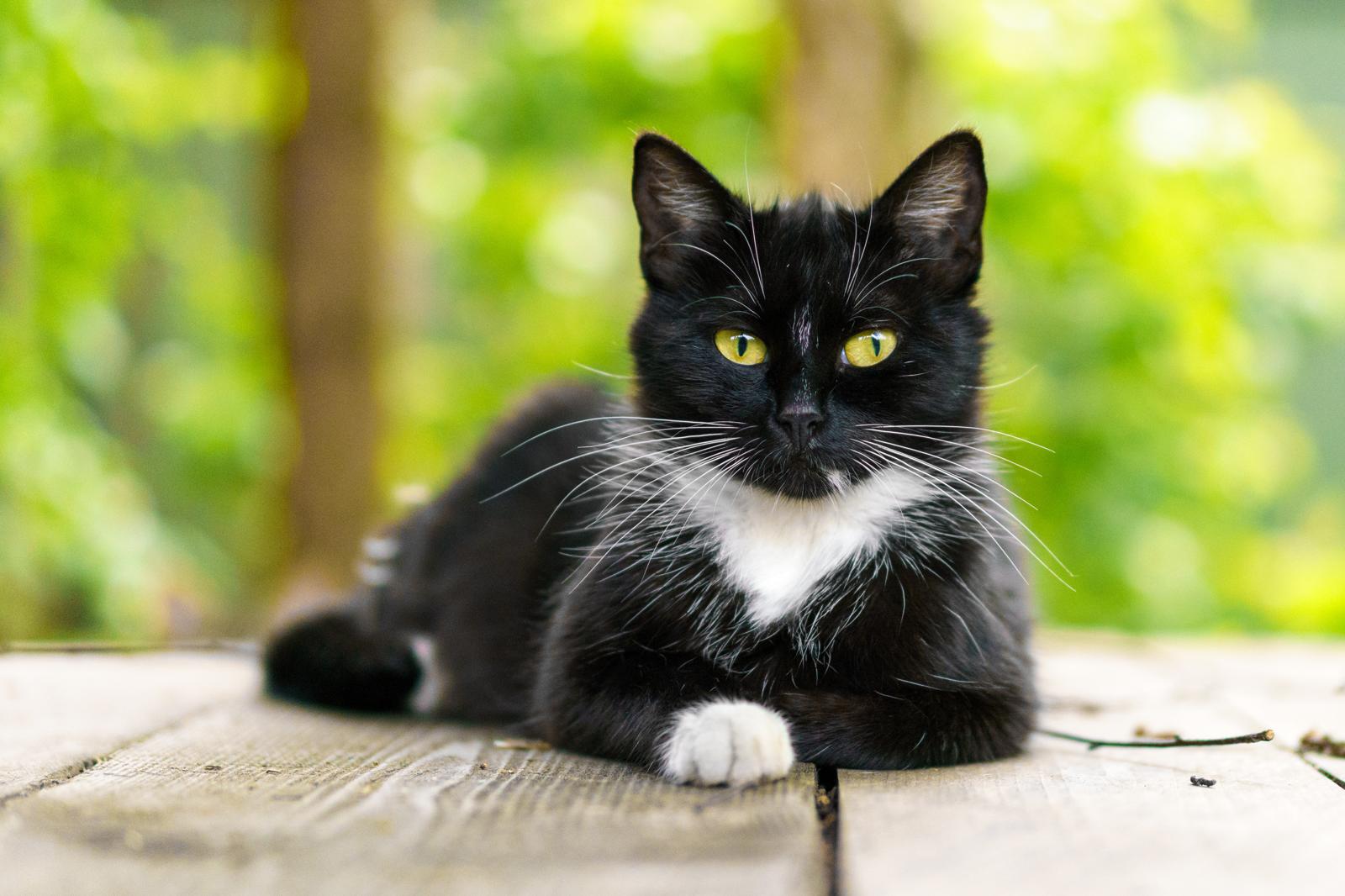 Come curare il raffreddore del gatto