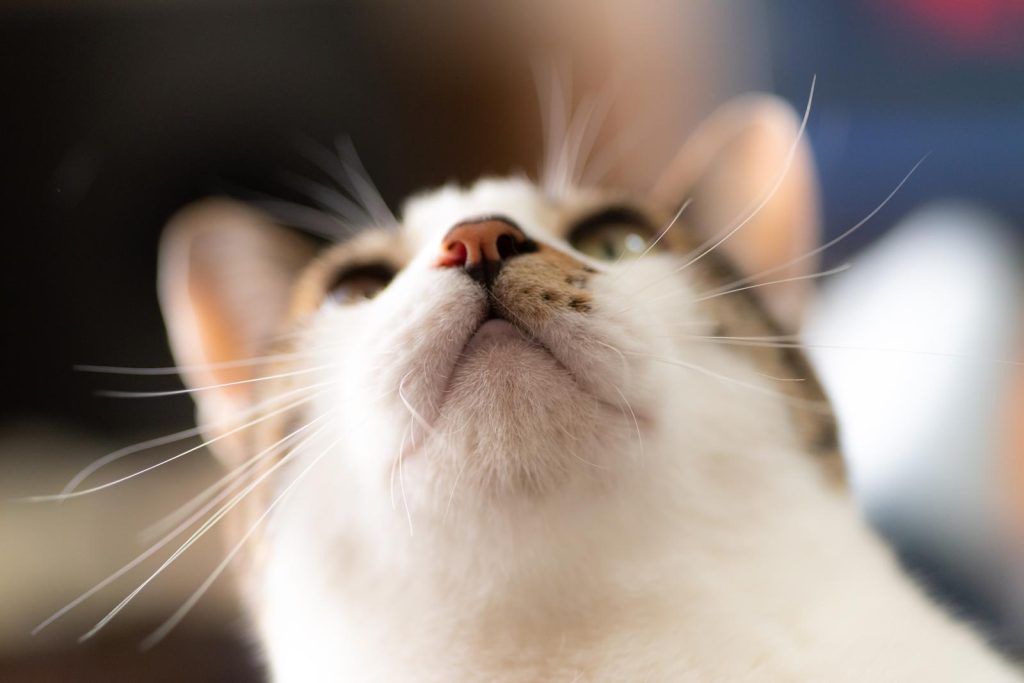 Come dare antibiotico al gatto