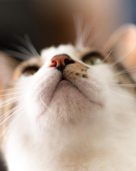 Come dare antibiotico al gatto