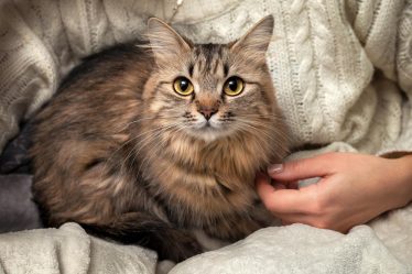 Come dare pastiglia al gatto