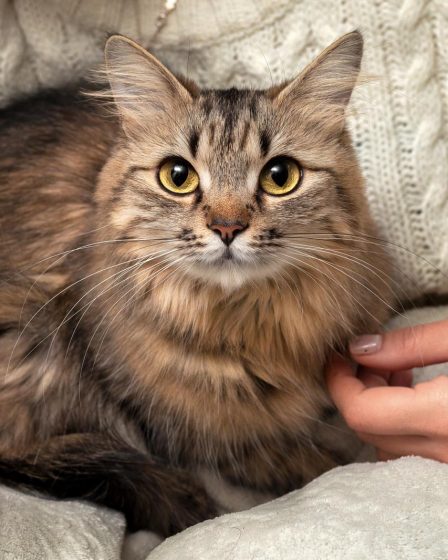 Come dare pastiglia al gatto