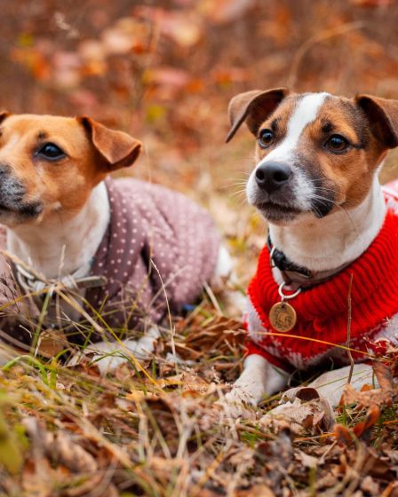 Come dimostrare affetto ai cani