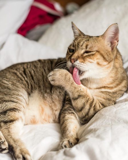 Come dissuadere i gatti a fare pipì sul divano