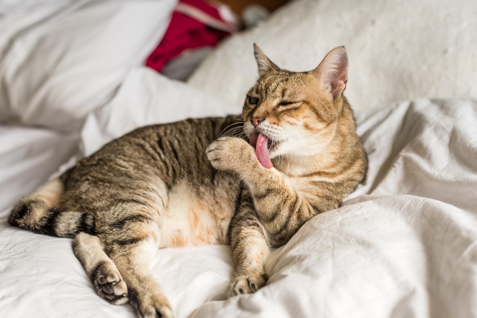 Come dissuadere i gatti a fare pipì sul divano
