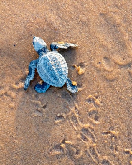 Come dormono le tartarughe d'acqua