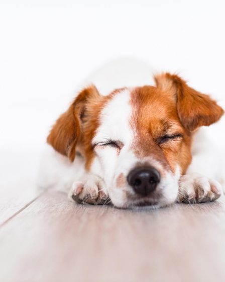Come educare un cane