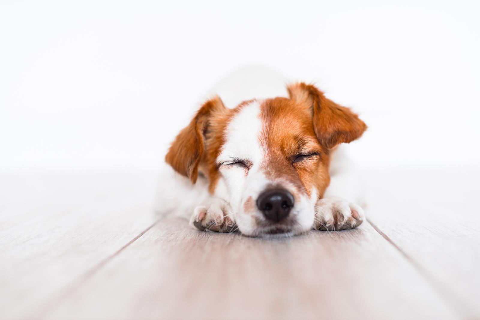Come educare un cane