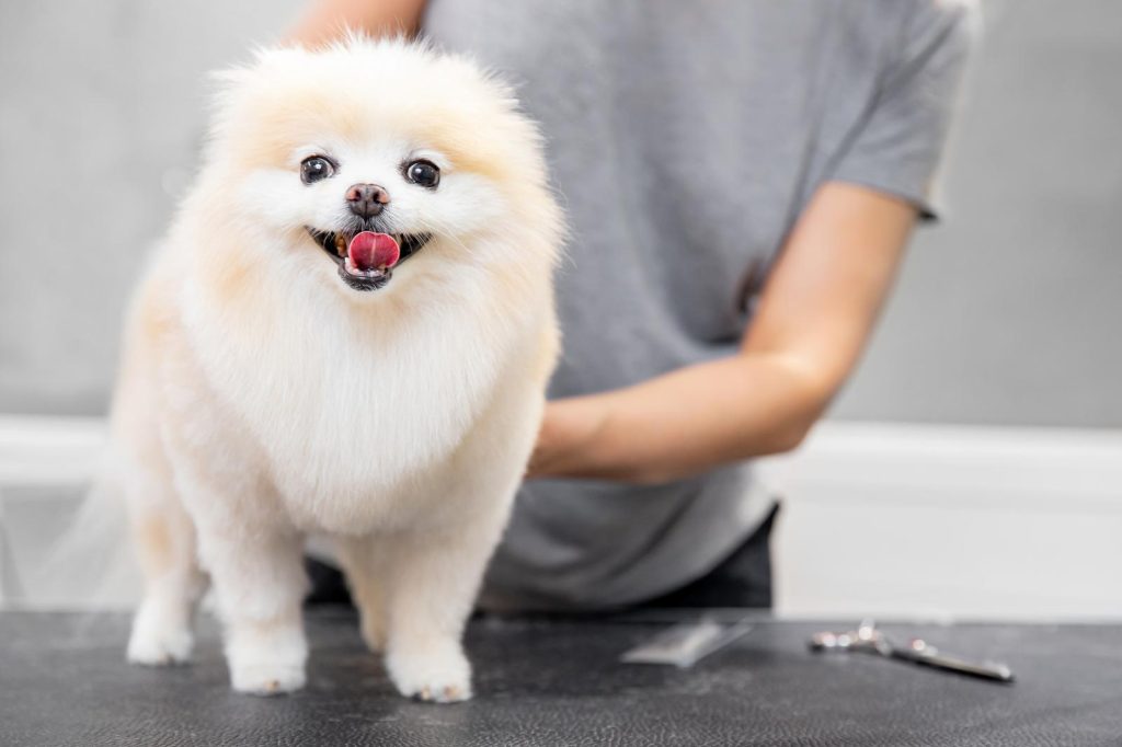 Come eliminare le pulci dal cane