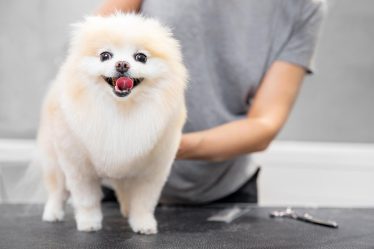 Come eliminare le pulci dal cane