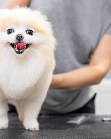 Come eliminare le pulci dal cane