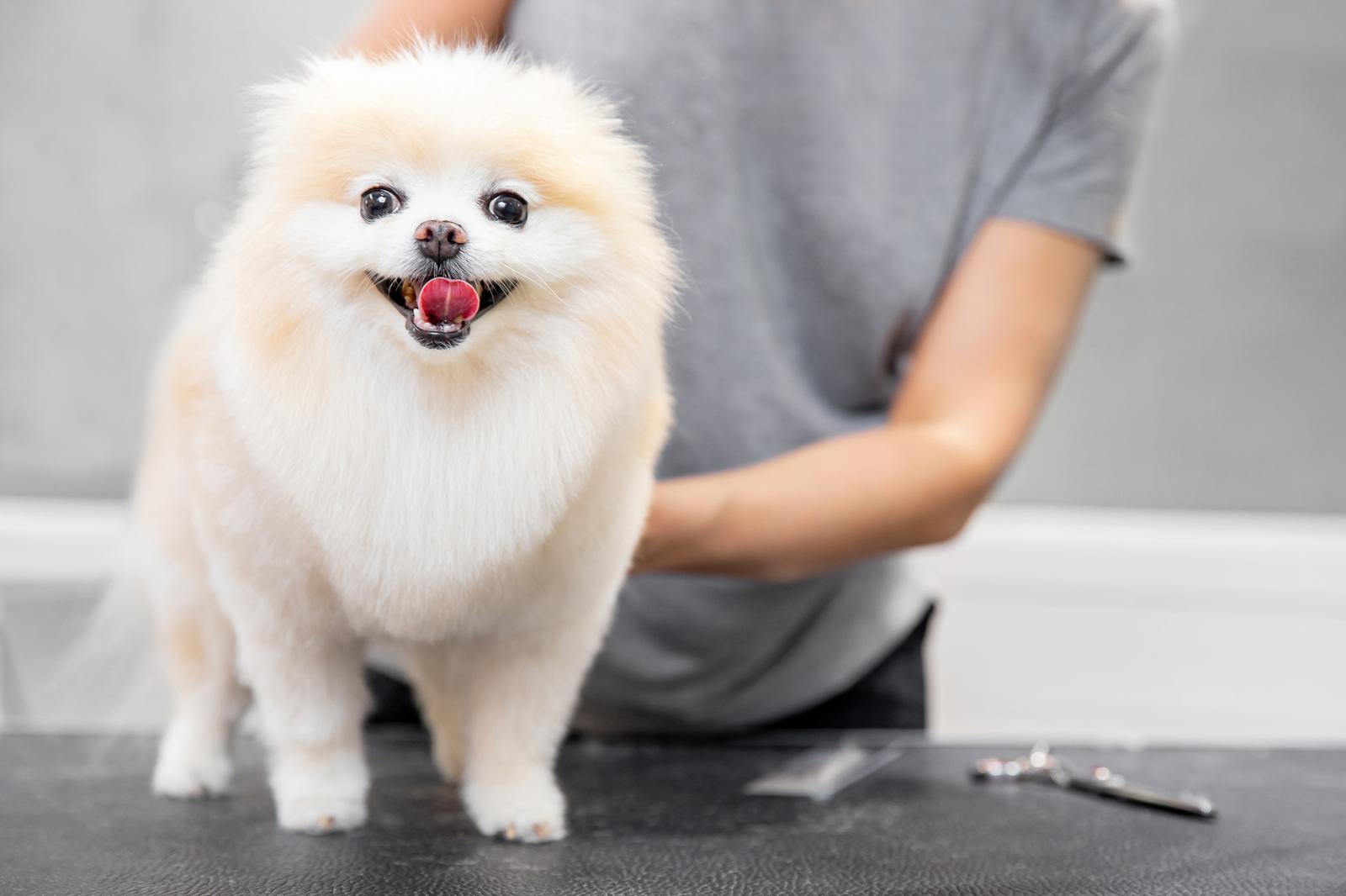 Come eliminare le pulci dal cane