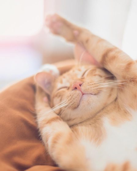 Come evitare che il gatto graffi il divano