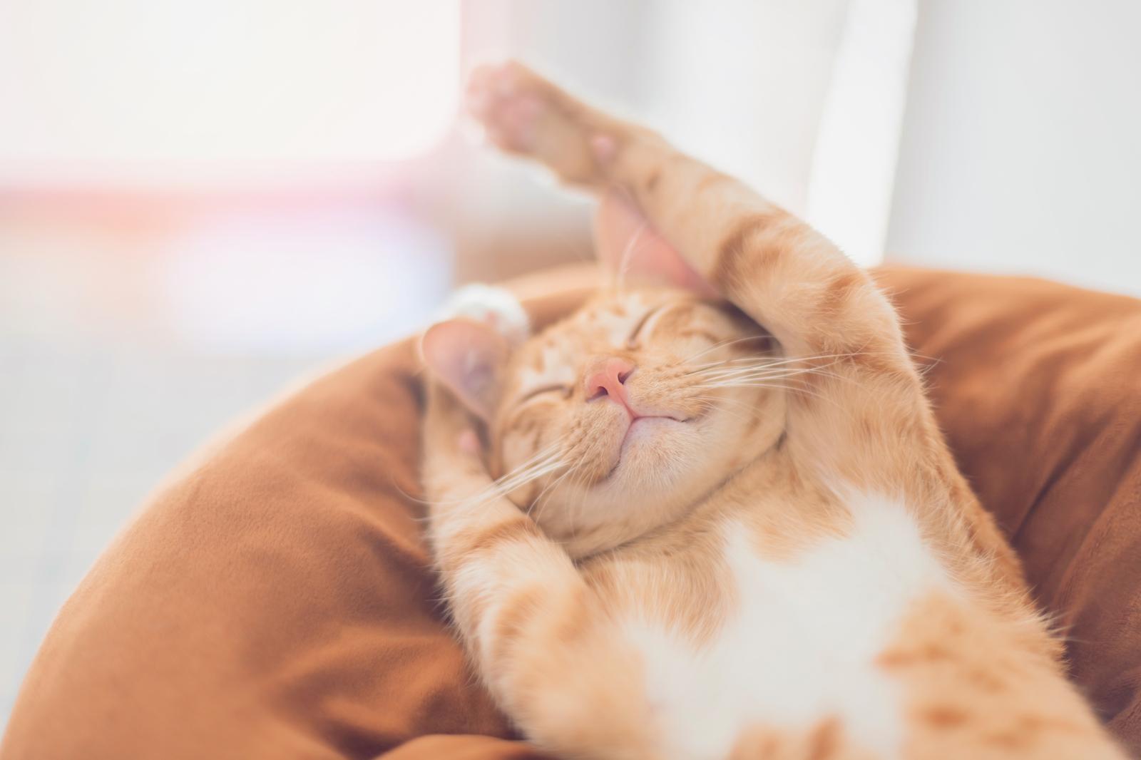 Come evitare che il gatto graffi il divano