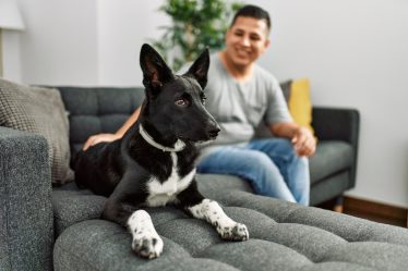 Come far addormentare un cane