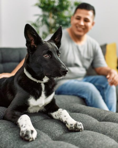 Come far addormentare un cane