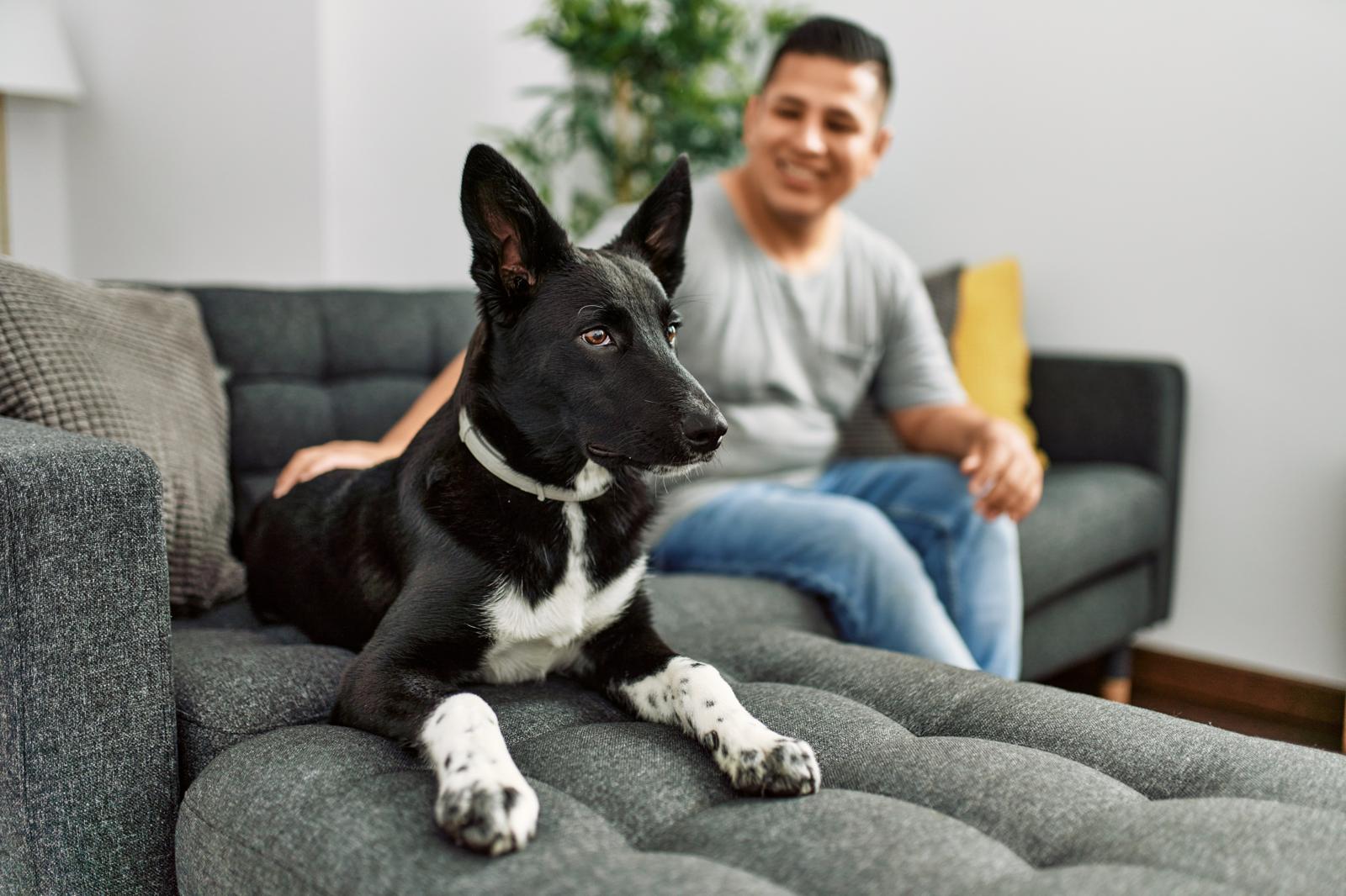 Come far addormentare un cane