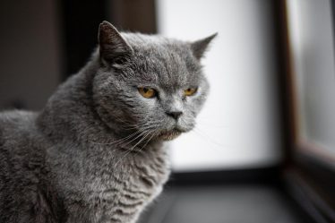 Come far addormentare un gatto