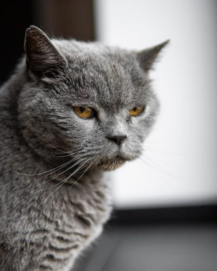 Come far addormentare un gatto