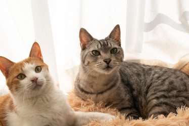 Come far andare d'accordo due gatti